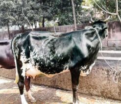 উন্নতমানের জার্সি গরু যার দুধের পরিমান ১৬-১৭ লিটার