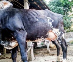 উন্নতমানের রানী সংকর জাতের গাভী যার দুধের পরিমান ১৪-১৫ লিটার