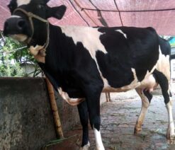 উন্নতমানের রানী সংকর গাভী