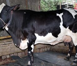 Mundi cow