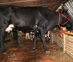 উন্নতমানের রাণী সংকর জাতের গাভী যার দুধের পরিমান ১৪-১৫ লিটার।