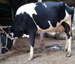 উন্নতমানের রানী সংকর গাভী