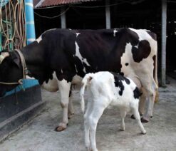 উন্নতমানের ফিজিয়ান জাতের গাভী যার দুধের