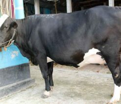 উন্নতমানের ফিজিয়ান মুন্জাডি তের গাভী
