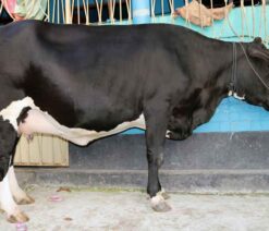 উন্নতমানের ফিজিয়ান মুন্জাডি তের গাভী
