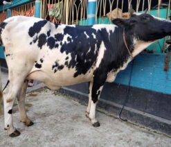 উন্নতমানের ফিজিয়ান জাতের বকনা ।
