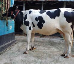 উন্নতমানের হলেষ্টিয়ান ফিজিয়ান জাতের বকনা গাভীন