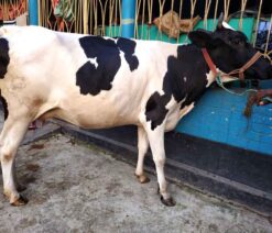 উন্নতমানের হলেষ্টিয়ান ফিজিয়ান জাতের বকনা গাভীন