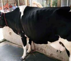 ফ্রিজিয়ান জাতের গাভী