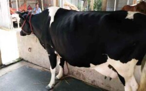 ফ্রিজিয়ান জাতের গাভী যার দুধের পরিমান ১৫-১৬ লিটার| Friesian cow for sale 2