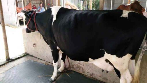 ফ্রিজিয়ান জাতের গাভী যার দুধের পরিমান ১৫-১৬ লিটার| Friesian cow for sale 1