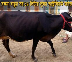 অষ্ট্রেলিয়ান জাতের গাভী