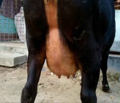 Friesian cow for sale