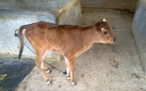 Friesian cow for sale with 18 liter milk ready|ফ্রিজিয়ান জাতের গাভী [১২২] 2