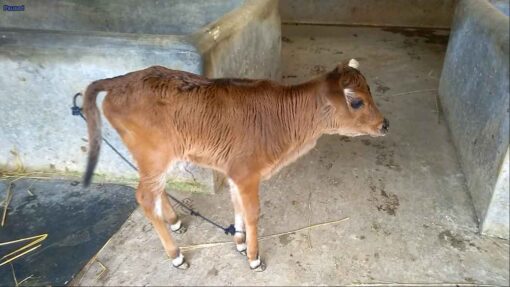 Friesian cow for sale with 18 liter milk ready|ফ্রিজিয়ান জাতের গাভী [১২২] 1