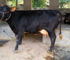Friesian cow for sale