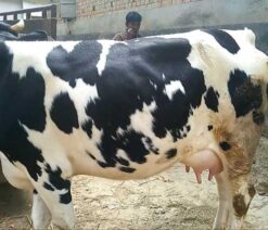 Holstein friesian cow