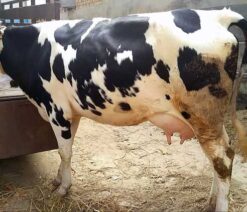 Holstein friesian cow