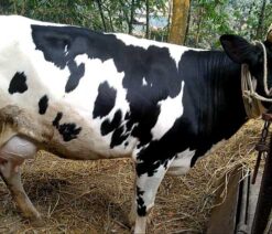 Holstein friesian cow