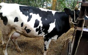 Holstein friesian cow