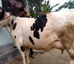 Holstein friesian cow| হলেষ্টিয়ান ফ্রিজিয়ান গাভী