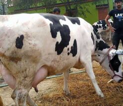 Holstein friesian cow | হলেষ্টিয়ান ফ্রিজিয়ান গাভী