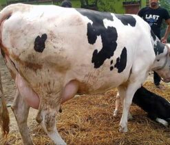 Holstein friesian cow | হলেষ্টিয়ান ফ্রিজিয়ান গাভী