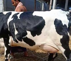 Holstein friesian cow