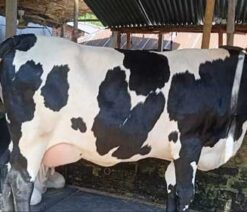 Holstein friesian cow