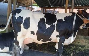 Holstein friesian cow