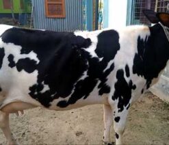 friesian cow for sale