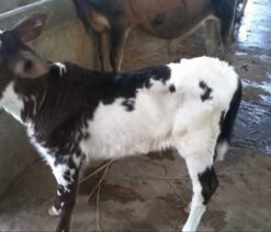 friesian bokna
