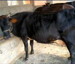 jersey cow