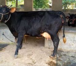 jersey cow