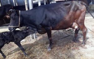 jersey cow with bokna bachur|জার্সি জাতের গাভী -১৪৭ 4