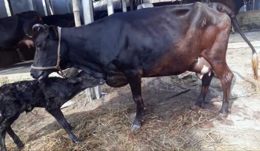 jersey cow with bokna bachur|জার্সি জাতের গাভী -১৪৭ 3