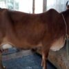 jersey cow for sale|জার্সি জাতের গাভী -১৪৫ 1