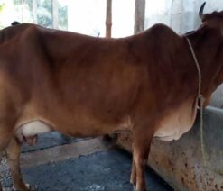 jersey cow for sale|জার্সি জাতের গাভী -১৪৫