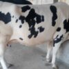 Friesian cow for sale in bangladesh|ফ্রিজিয়ান জাতের গাভী -১৩৯ 2