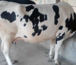 Friesian cow for sale in bangladesh|ফ্রিজিয়ান জাতের গাভী -১৩৯