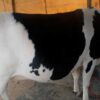 Friesian cow for sale in bangladesh|ফ্রিজিয়ান জাতের গাভী -১৪০ 1