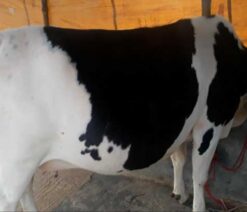 Friesian cow for sale in bangladesh|ফ্রিজিয়ান জাতের গাভী -১৪০
