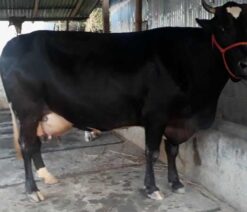 Australian cow for sale in bangladesh|অষ্ট্রেলিয়ান জাতের গাভী -১৪১