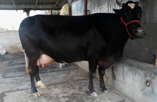 Australian cow for sale in bangladesh|অষ্ট্রেলিয়ান জাতের গাভী -১৪১ 3