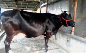 Australian cow for sale in bangladesh|অষ্ট্রেলিয়ান জাতের গাভী -১৪১ 5