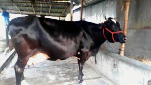 Australian cow for sale in bangladesh|অষ্ট্রেলিয়ান জাতের গাভী -১৪১ 4
