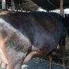Australian cow for sale in bangladesh|অষ্ট্রেলিয়ান জাতের গাভী -১৪২ 1