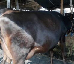 Australian cow for sale in bangladesh|অষ্ট্রেলিয়ান জাতের গাভী -১৪২