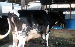 Friesian cow in bangladesh|ফ্রিজিয়ান জাতের গাভী -১৩৮ 7