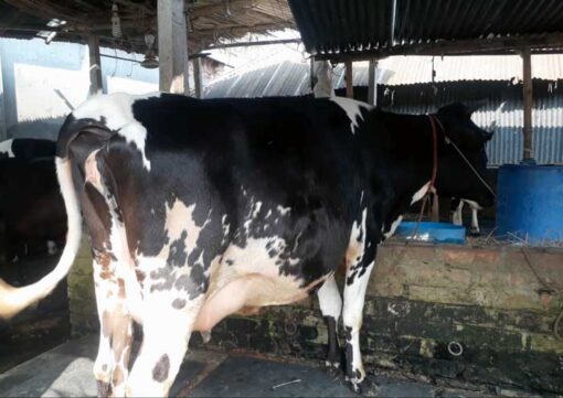 Friesian cow in bangladesh|ফ্রিজিয়ান জাতের গাভী -১৩৮ 5